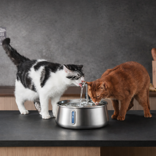 The Nutraora™ Health & Happiness Cat Kit