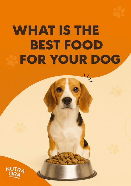 How To Choose The Best Dog Food