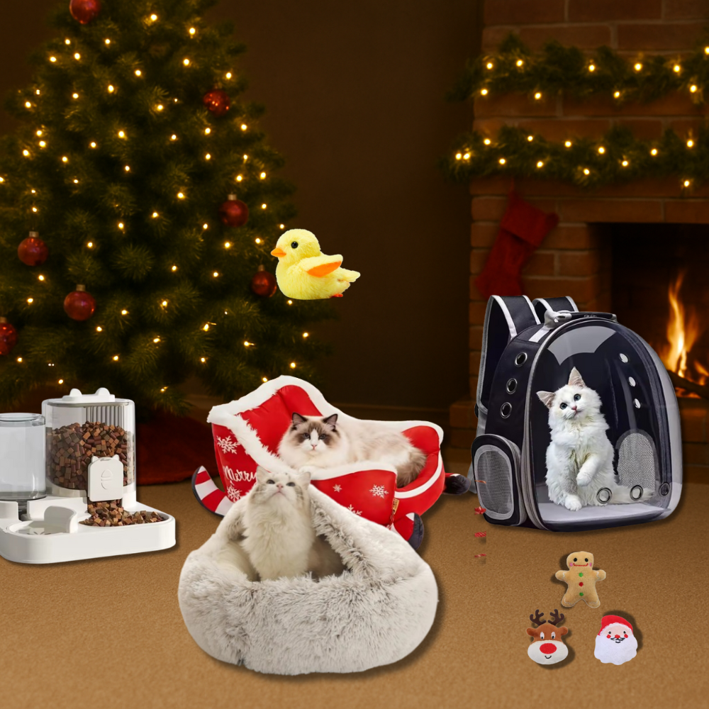 Pacchetto natalizio esclusivo - Solo per oggi!