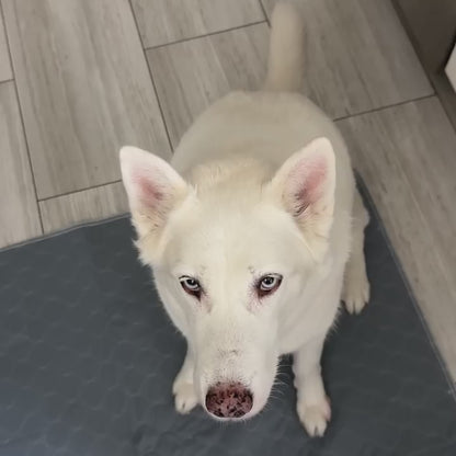 DoggyPad™ - The Last Pee Pad You'll Get